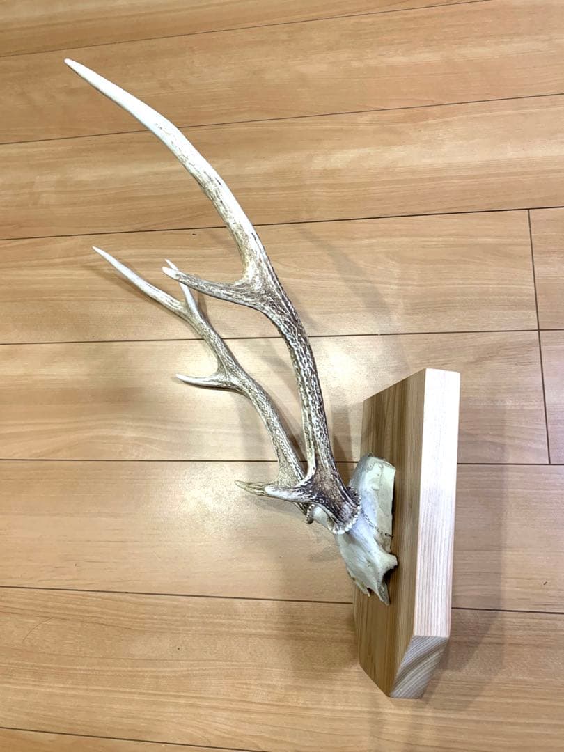 ハンティングトロフィー　丹波篠山産　鹿の角　大幅値下げ！日本鹿　スカル　即日発送