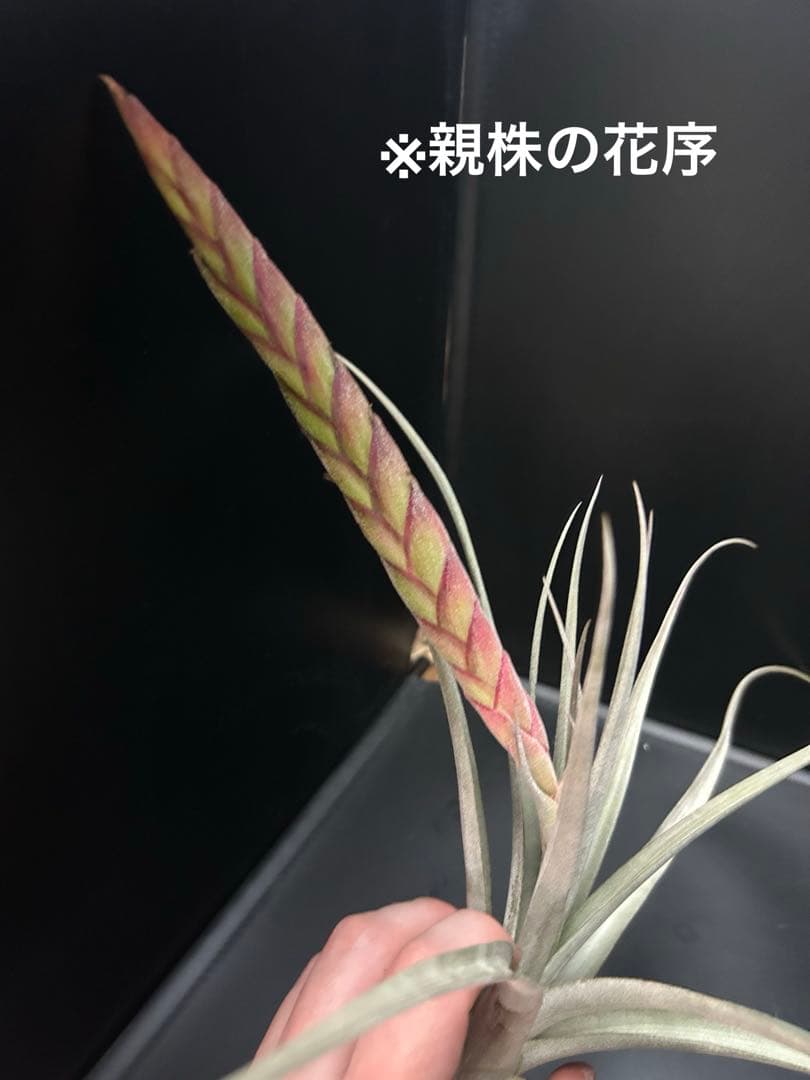 あ*ぶ様 チランジア　チアペンシス × コンコロール　JD