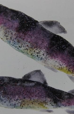 片岡鶴太郎、【岩魚】、希少な額装用画集より、美品、日本人画家、新品額装付