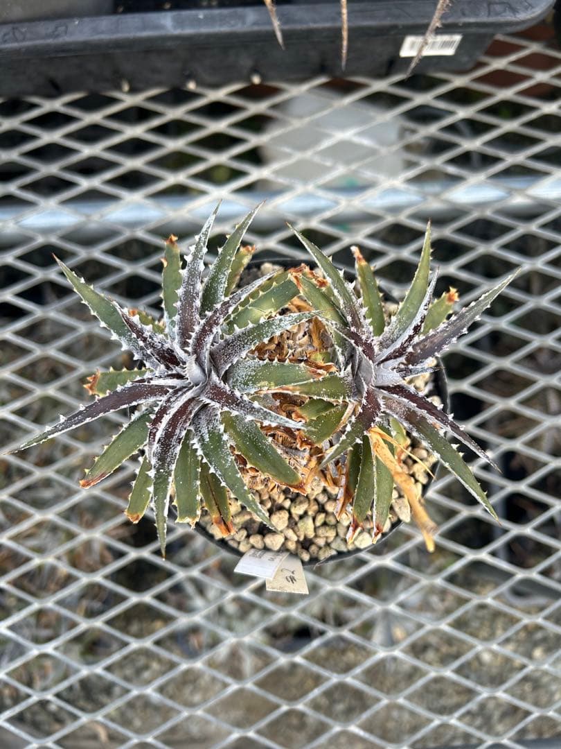 DBディッキア Dyckia Bill Baker hyb #109 ⑵
