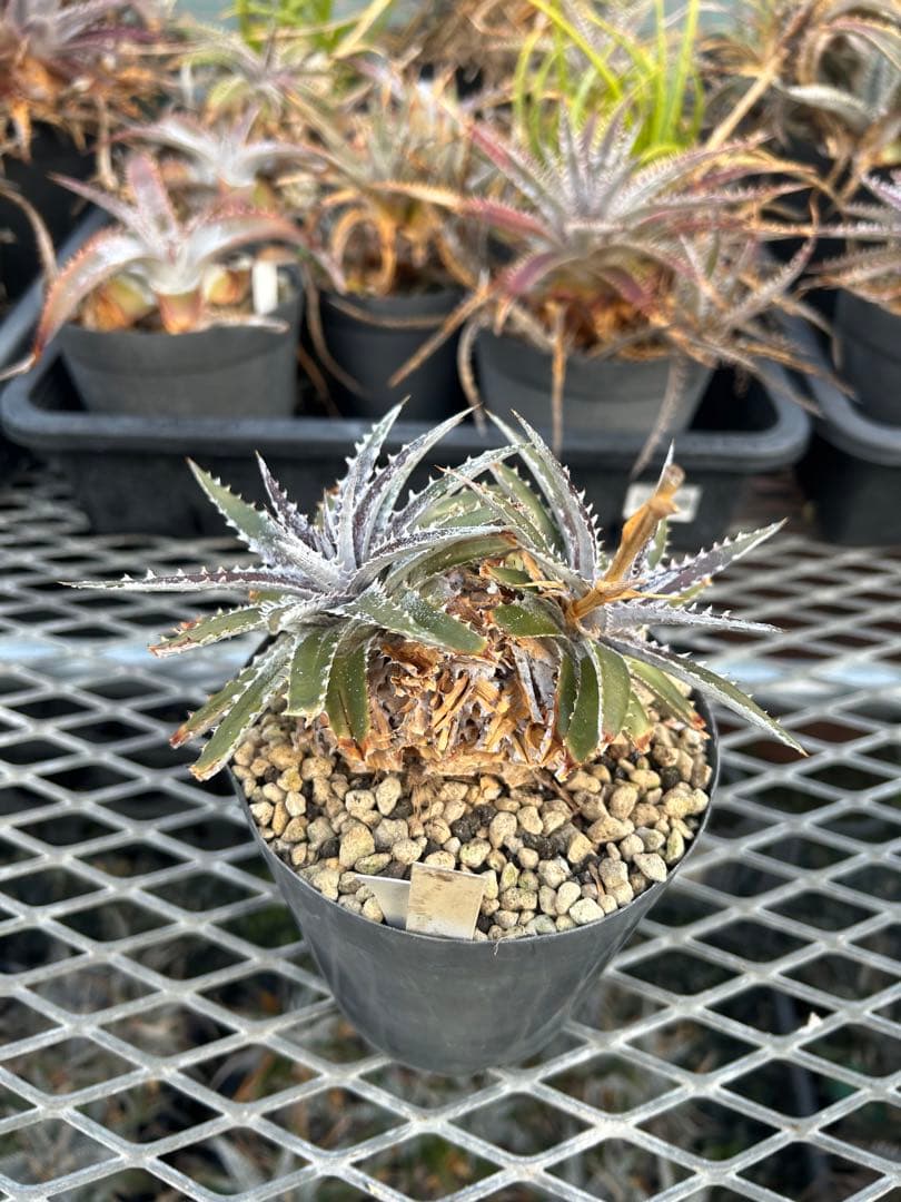 DBディッキア Dyckia Bill Baker hyb #109 ⑵