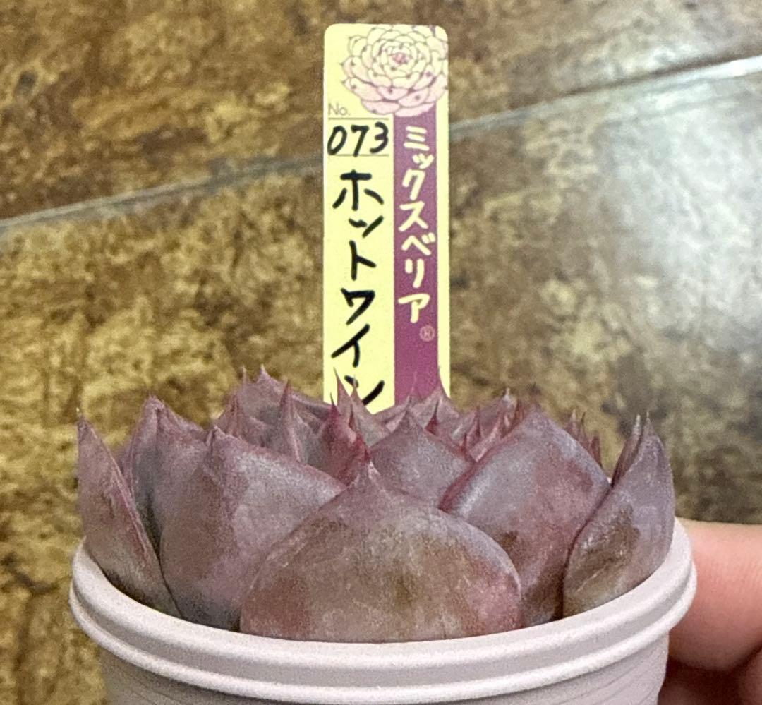 ミックスベリア　おらいさん苗　ホットワイン　札付き　割引中