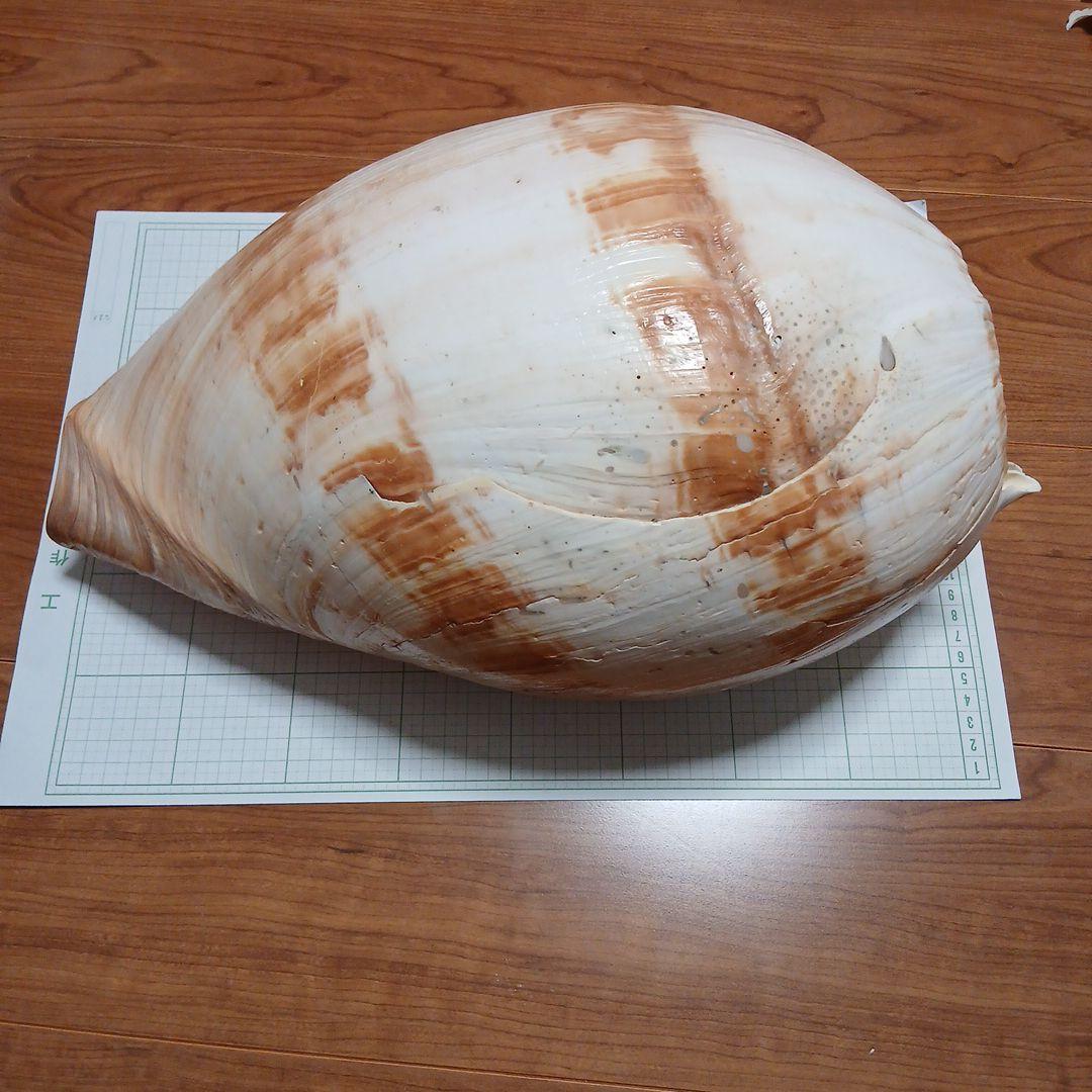 貝殻標本 ヤシガイ