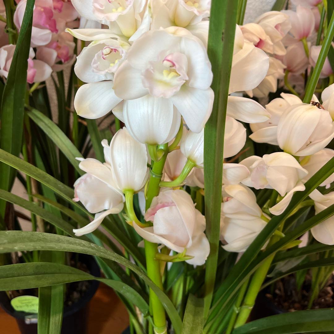 greige　来年用　シンビジューム　3鉢まとめて　花終わり