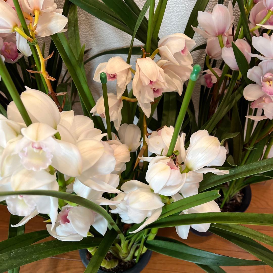 greige　来年用　シンビジューム　3鉢まとめて　花終わり
