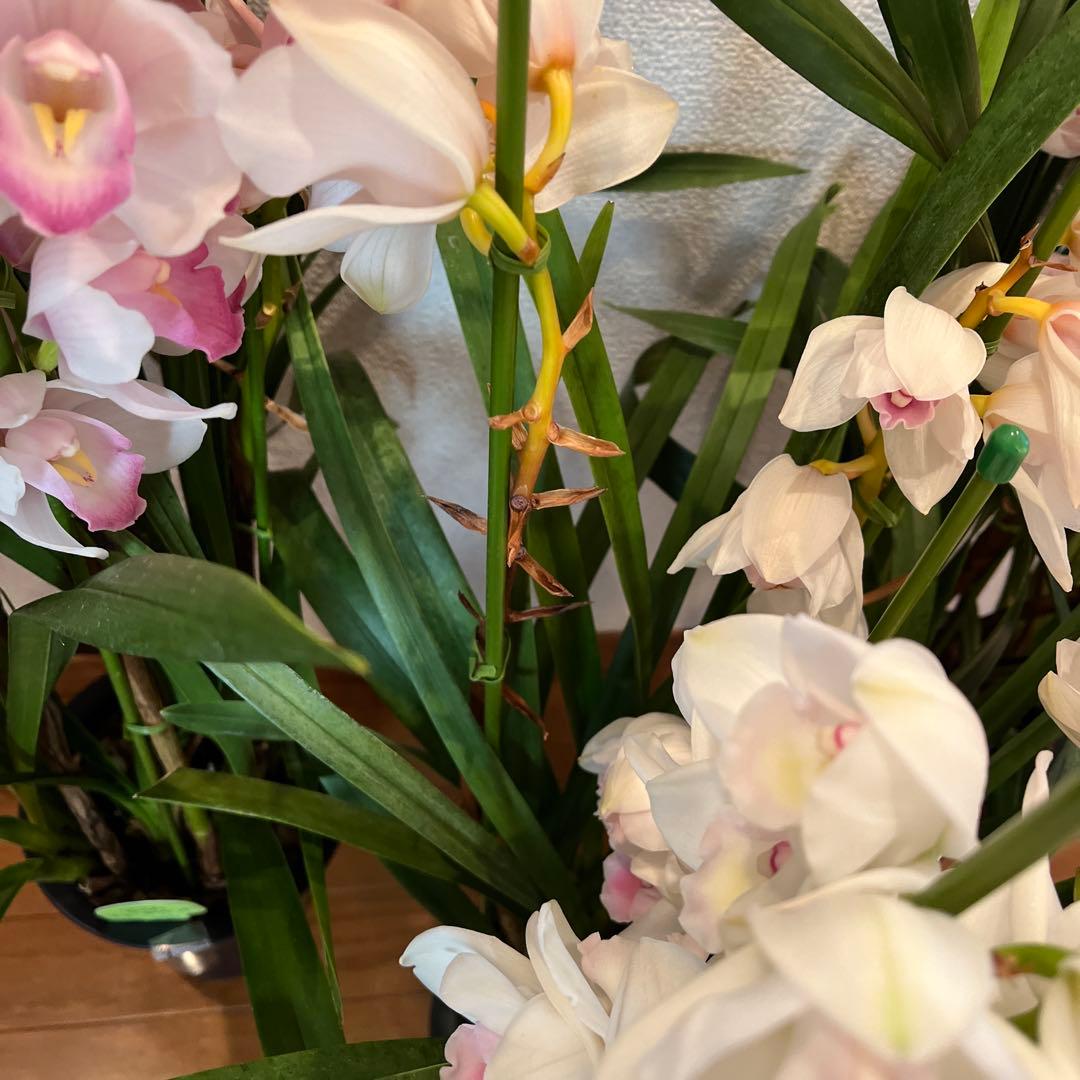 greige　来年用　シンビジューム　3鉢まとめて　花終わり