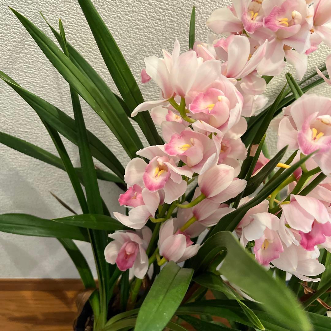greige　来年用　シンビジューム　3鉢まとめて　花終わり