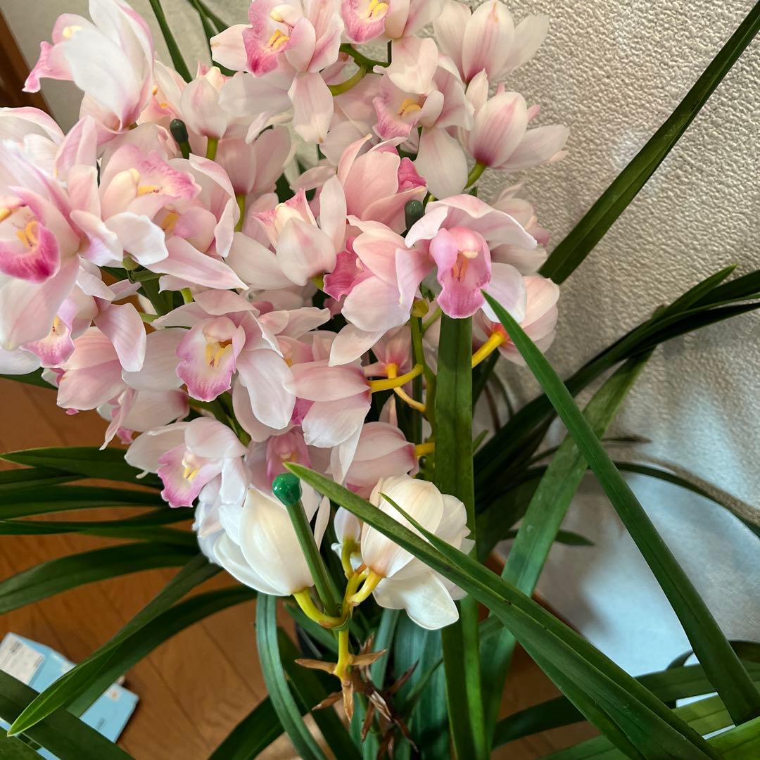 greige　来年用　シンビジューム　3鉢まとめて　花終わり