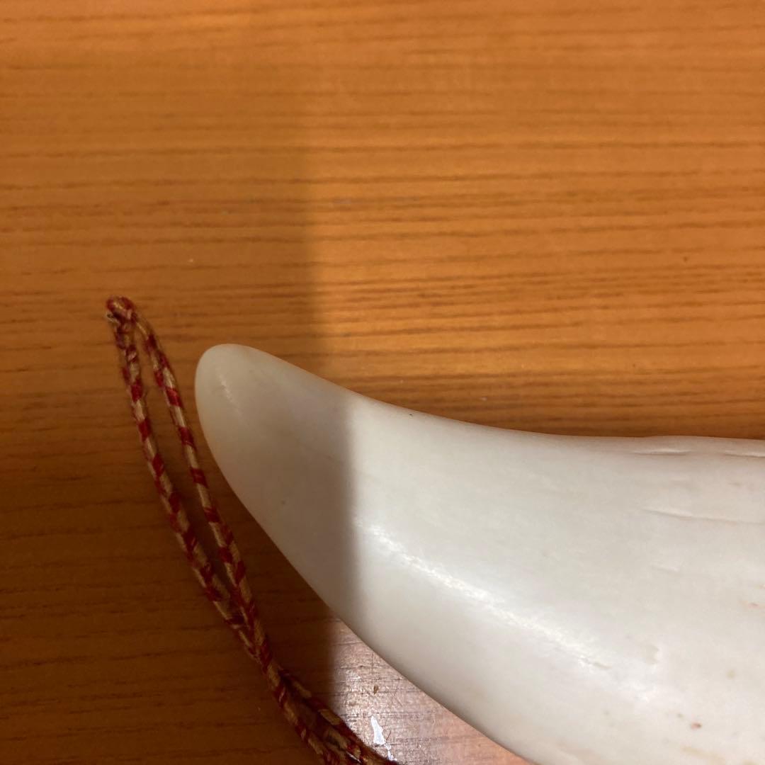 鯨の歯　マッコウクジラの歯　くじらの歯