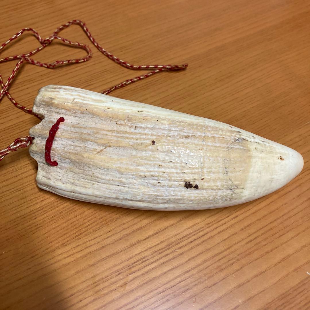 鯨の歯　マッコウクジラの歯　くじらの歯