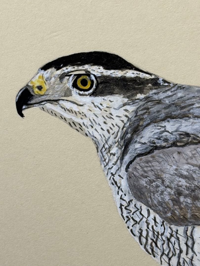 【額無水彩画】オオタカ・オオカミ 2枚セット　川崎 信夫 3087