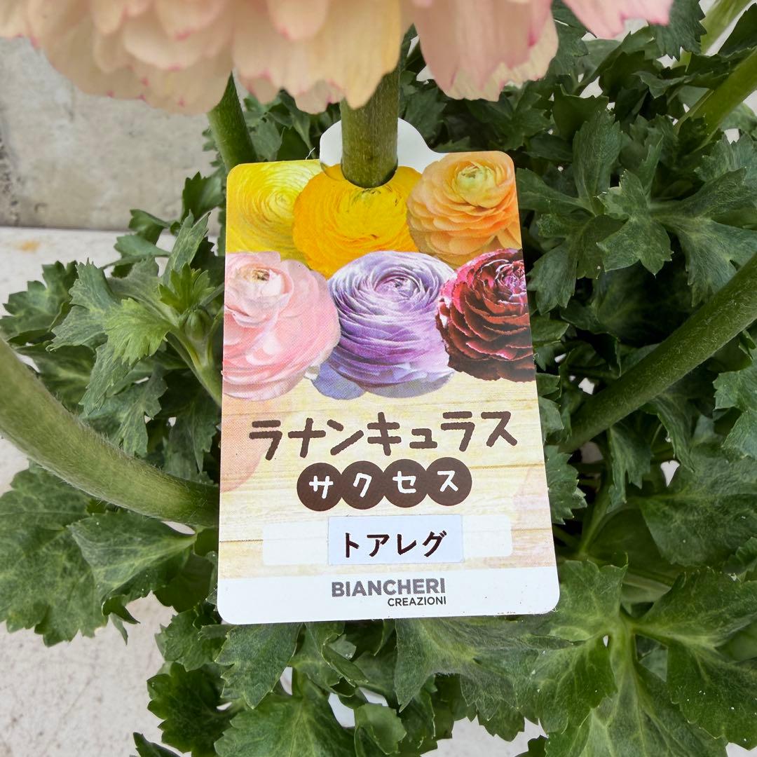 ラナンキュラス　サクセス　トアレグ　5号鉢