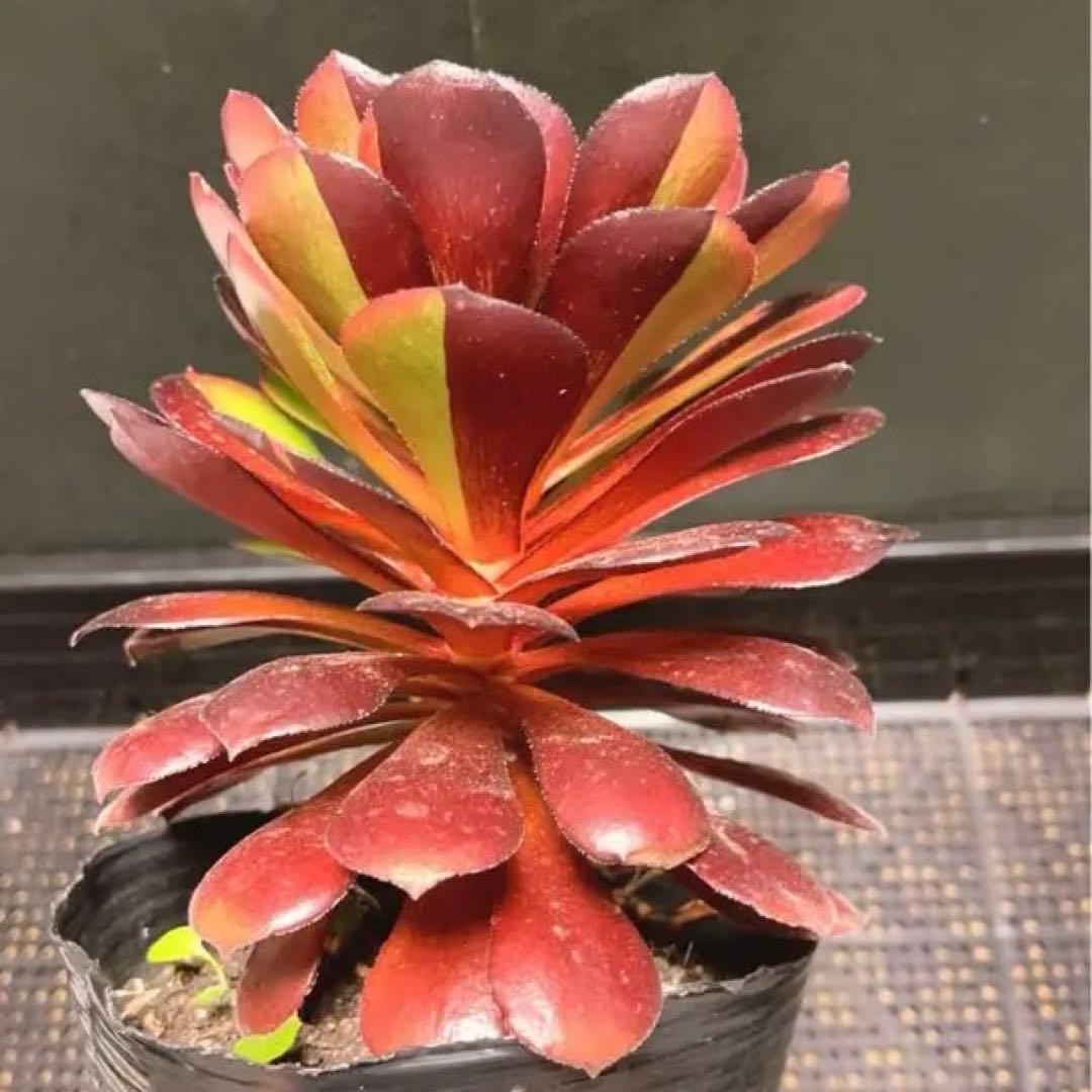 90#多肉植物アエオニウム錦❤️花顔黒バラ錦❤️1大頭14cm 拔き苗