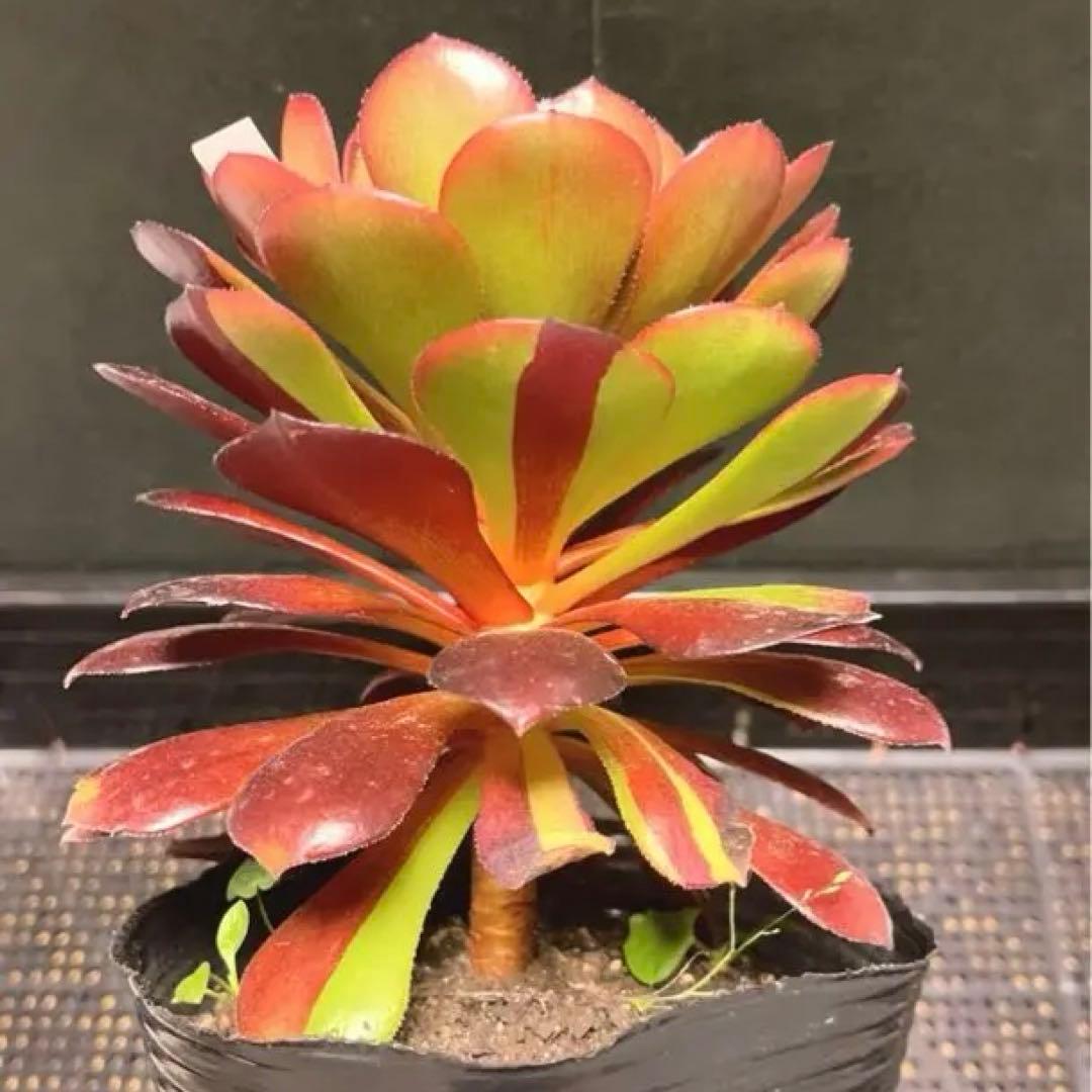 90#多肉植物アエオニウム錦❤️花顔黒バラ錦❤️1大頭14cm 拔き苗