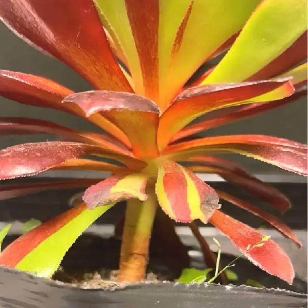 90#多肉植物アエオニウム錦❤️花顔黒バラ錦❤️1大頭14cm 拔き苗