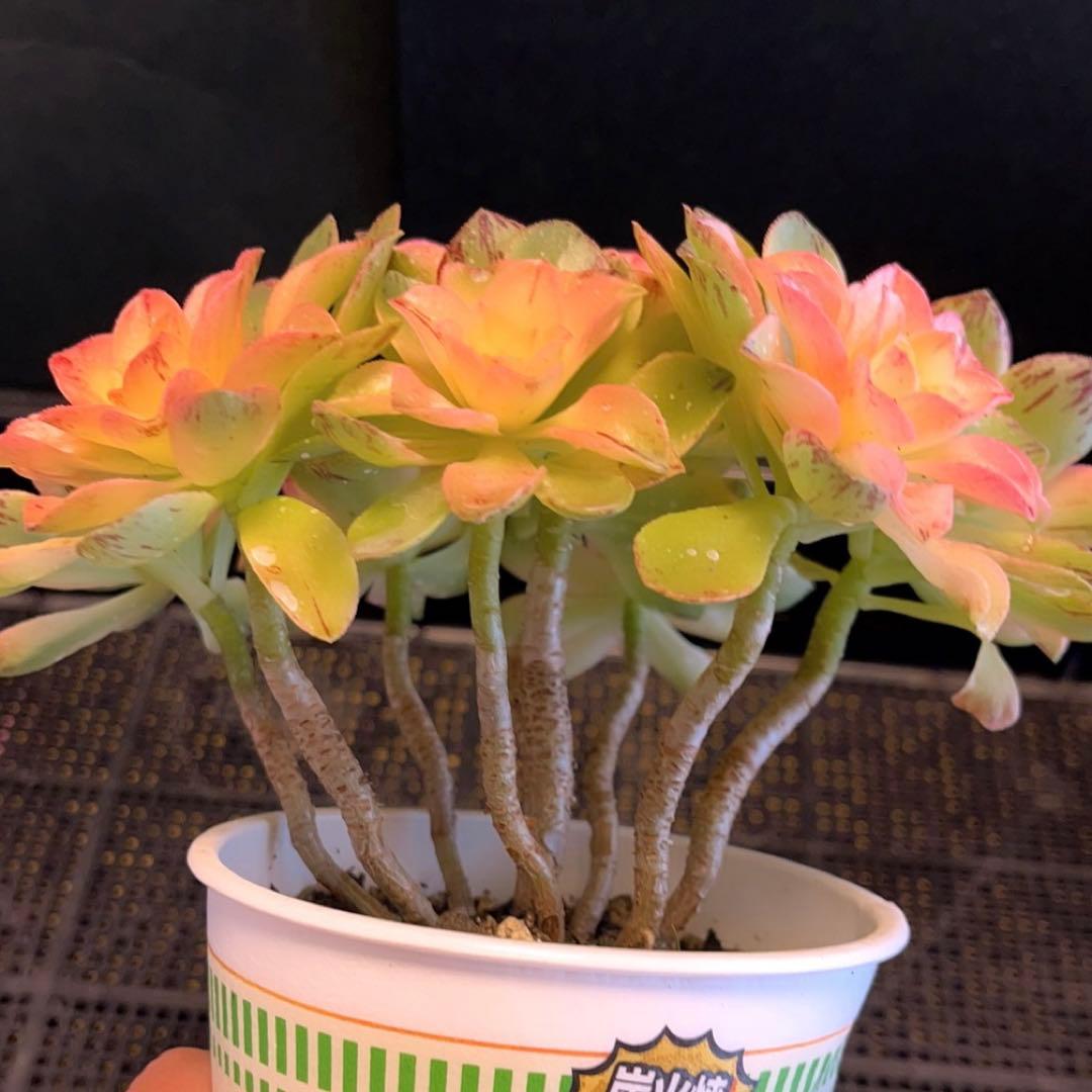 62#多肉植物❤️アエオニウム錦❤️ホロスパツラツム錦❤️9頭19cm拔き苗