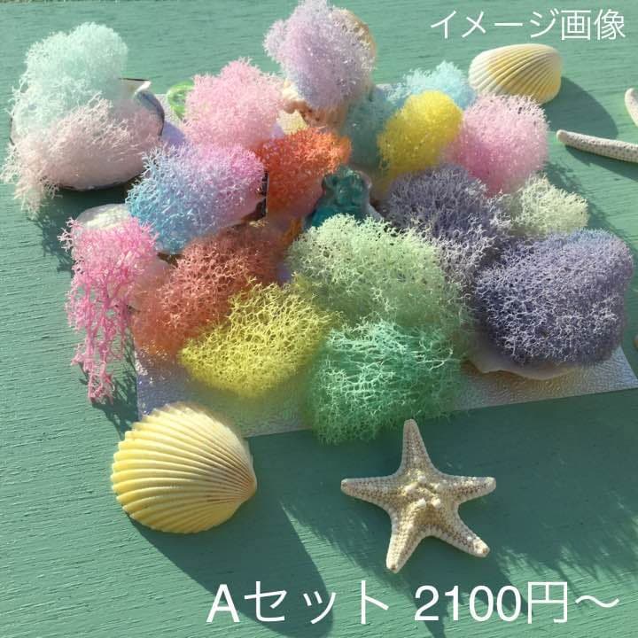 ✴︎琉球プリザモス✴︎ カラーサンプル｛パステルミックスセット ｝ハーバリウム