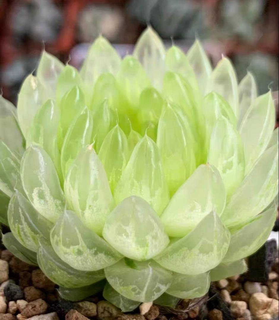 チ*6様 多肉植物　ハオルチア　太陽の恋人　エメラルドLED変異黄琥珀斑 糊斑