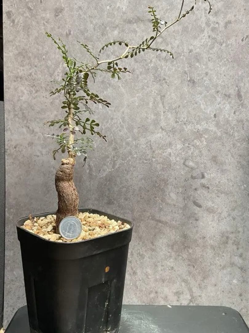 オペルクリカリア　パキプス　根挿し　パワータンク