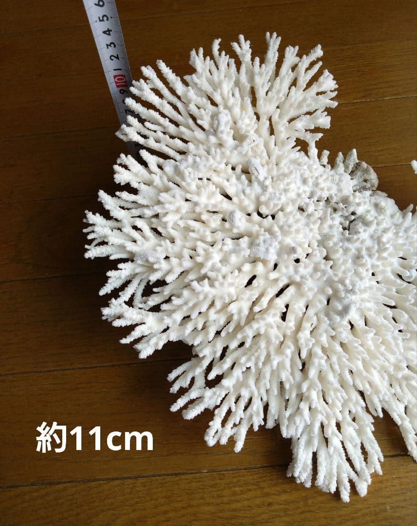 素敵★ 珊瑚礁　珊瑚　貝殻　アロマストーン　白化珊瑚　置物　白珊瑚　標本　⑱