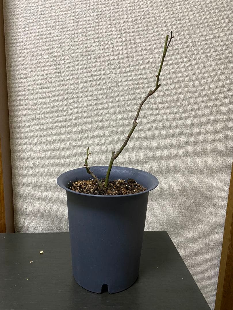 バラ苗 四季咲き　育てやすい挿し木苗　超レア　海外種PINKNPRET○