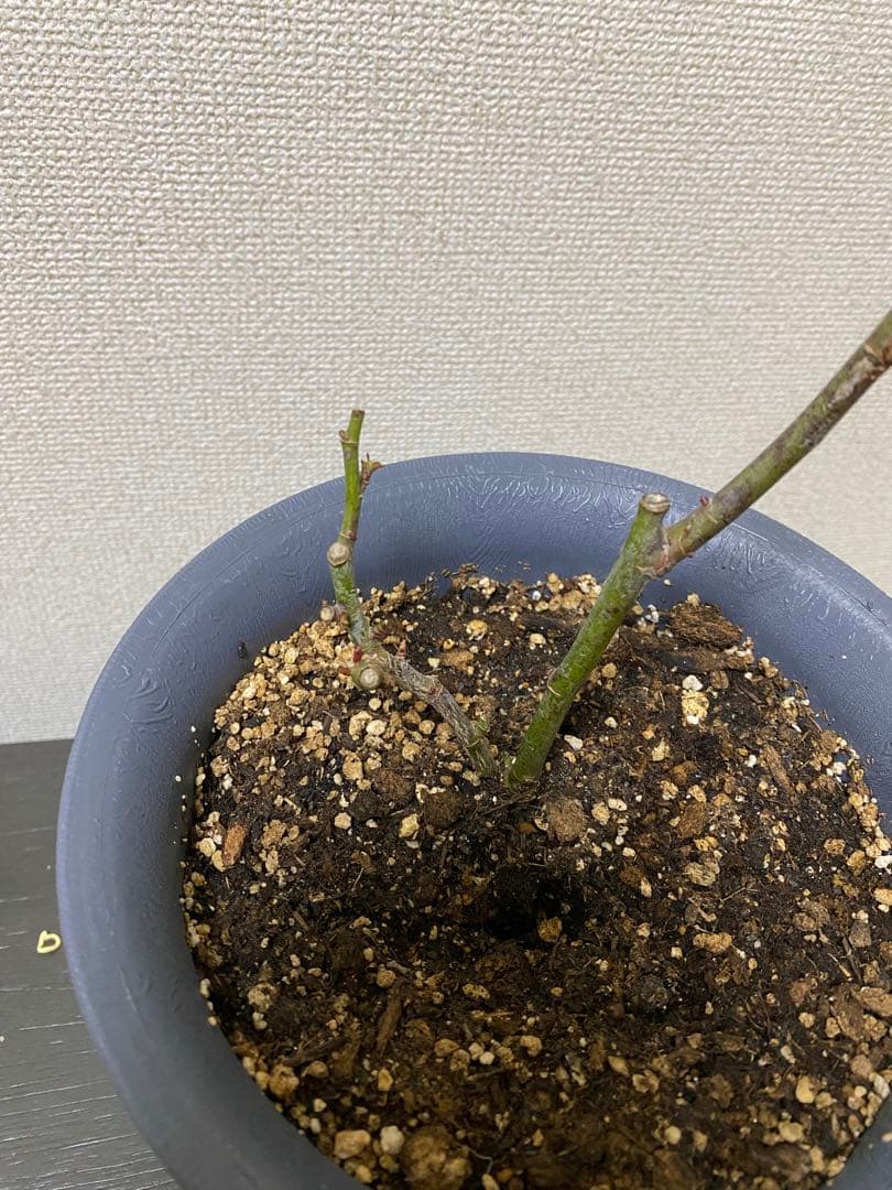 バラ苗 四季咲き　育てやすい挿し木苗　超レア　海外種PINKNPRET○