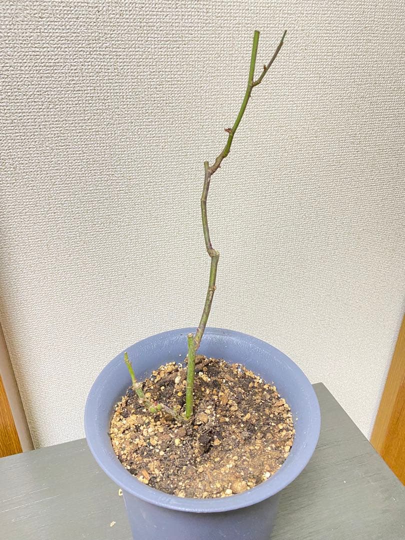 バラ苗 四季咲き　育てやすい挿し木苗　超レア　海外種PINKNPRET○