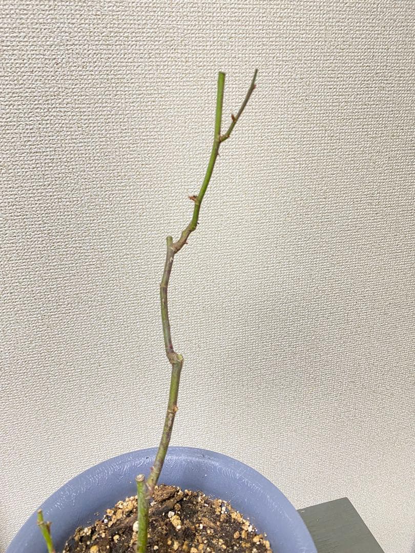 バラ苗 四季咲き　育てやすい挿し木苗　超レア　海外種PINKNPRET○