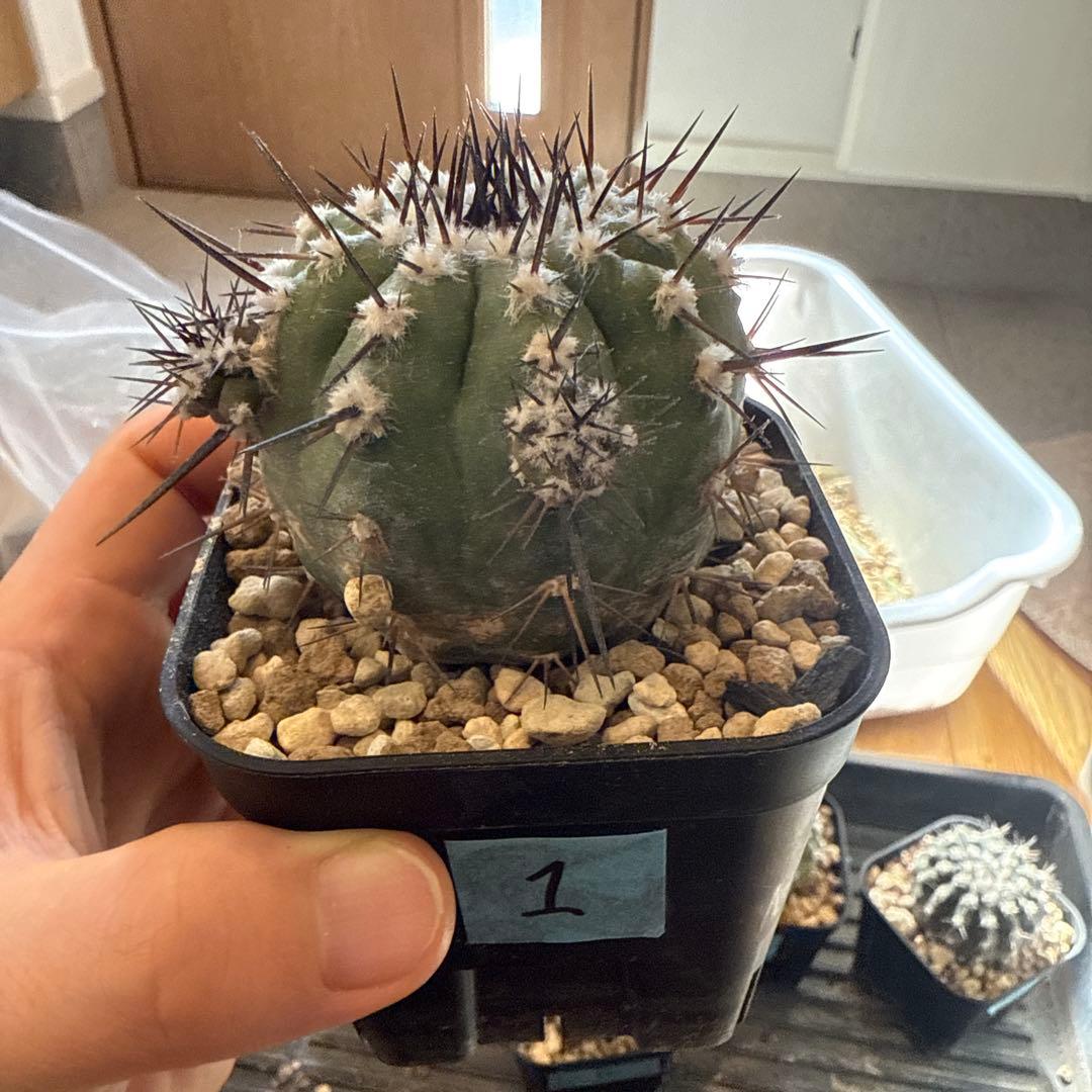 黒王丸　実生　接木　台付　発根済 1