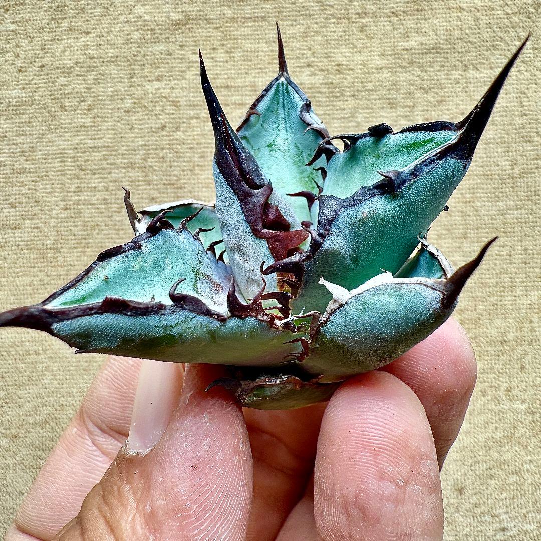 《*m様 【ZZ_plants】K343 チタノタ BB ブラックアンドブルー