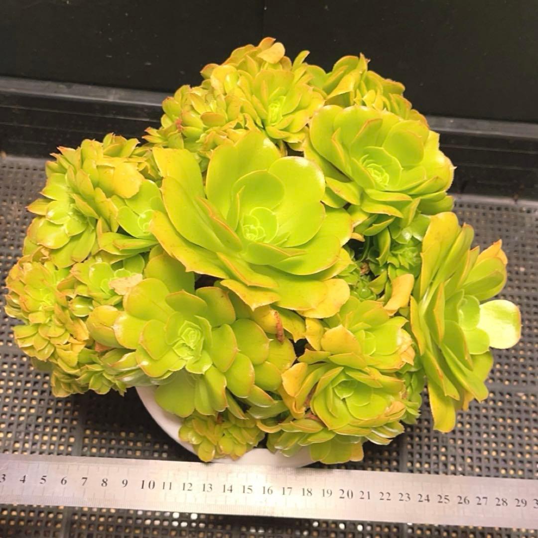 28# 多肉植物 アエオニウム ❤️小葉香炉皿法師セッカ❤️27cm拔き苗