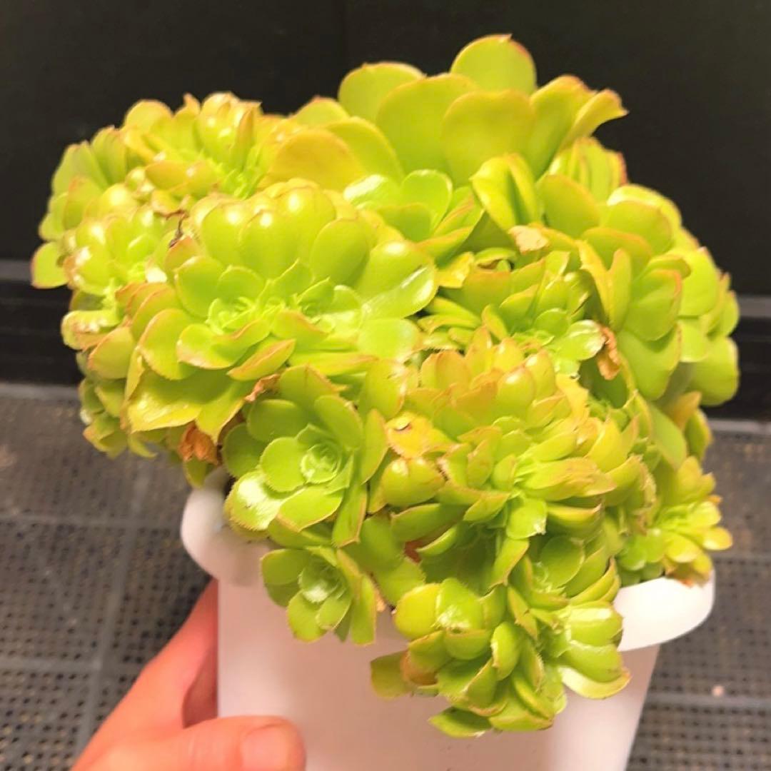 28# 多肉植物 アエオニウム ❤️小葉香炉皿法師セッカ❤️27cm拔き苗