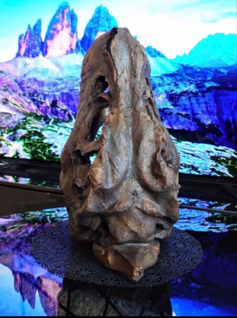 ✨お得なセット✨ ティラノサウルス トリケラトプス 化石 ジュラシックワールド