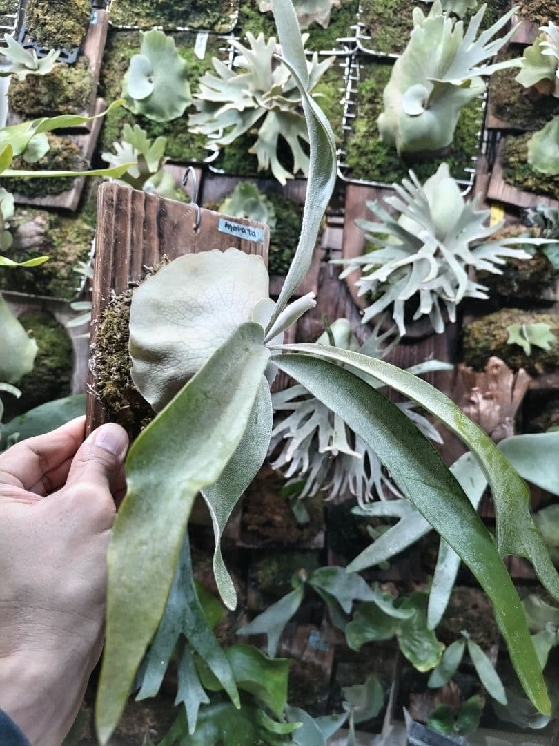 P. veitchii cv.morata 子株(PUP)① ビカクシダ