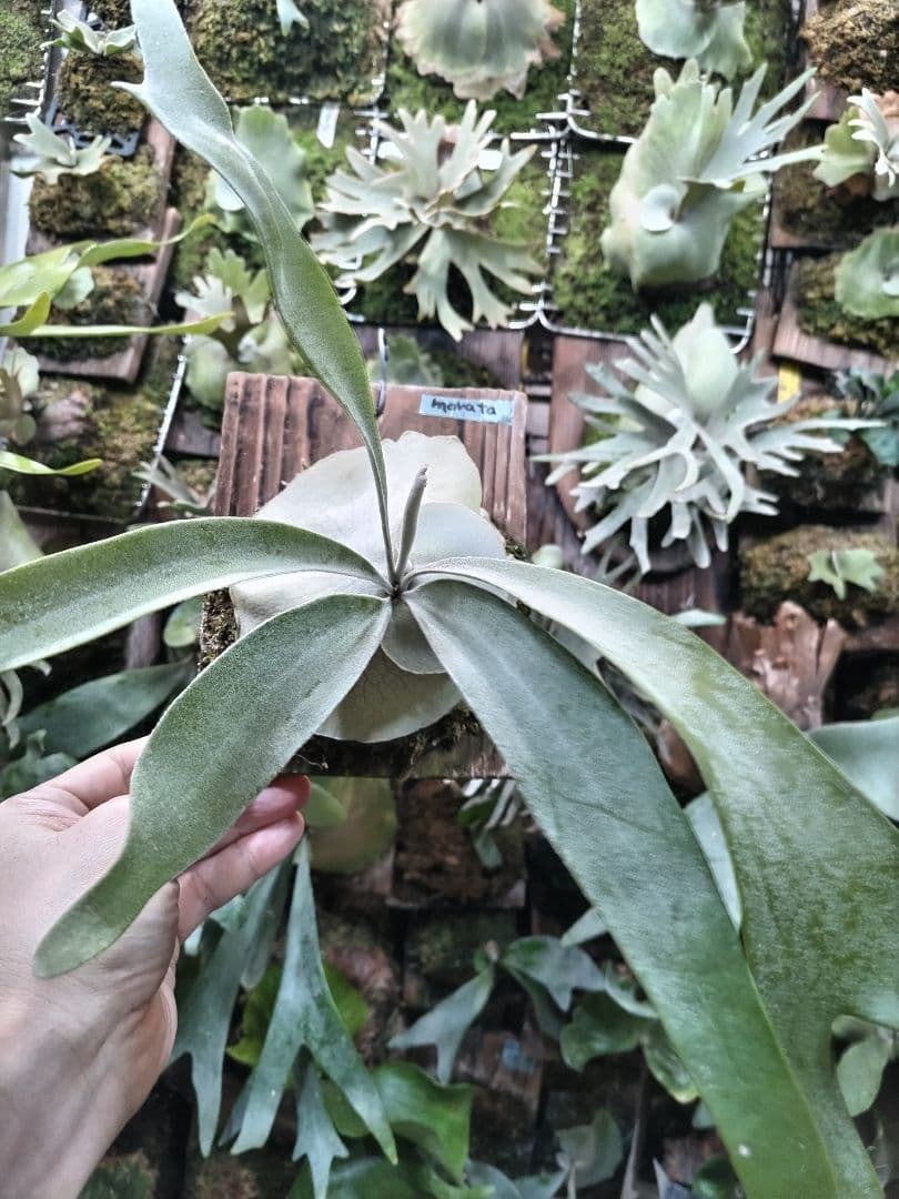 P. veitchii cv.morata 子株(PUP)① ビカクシダ
