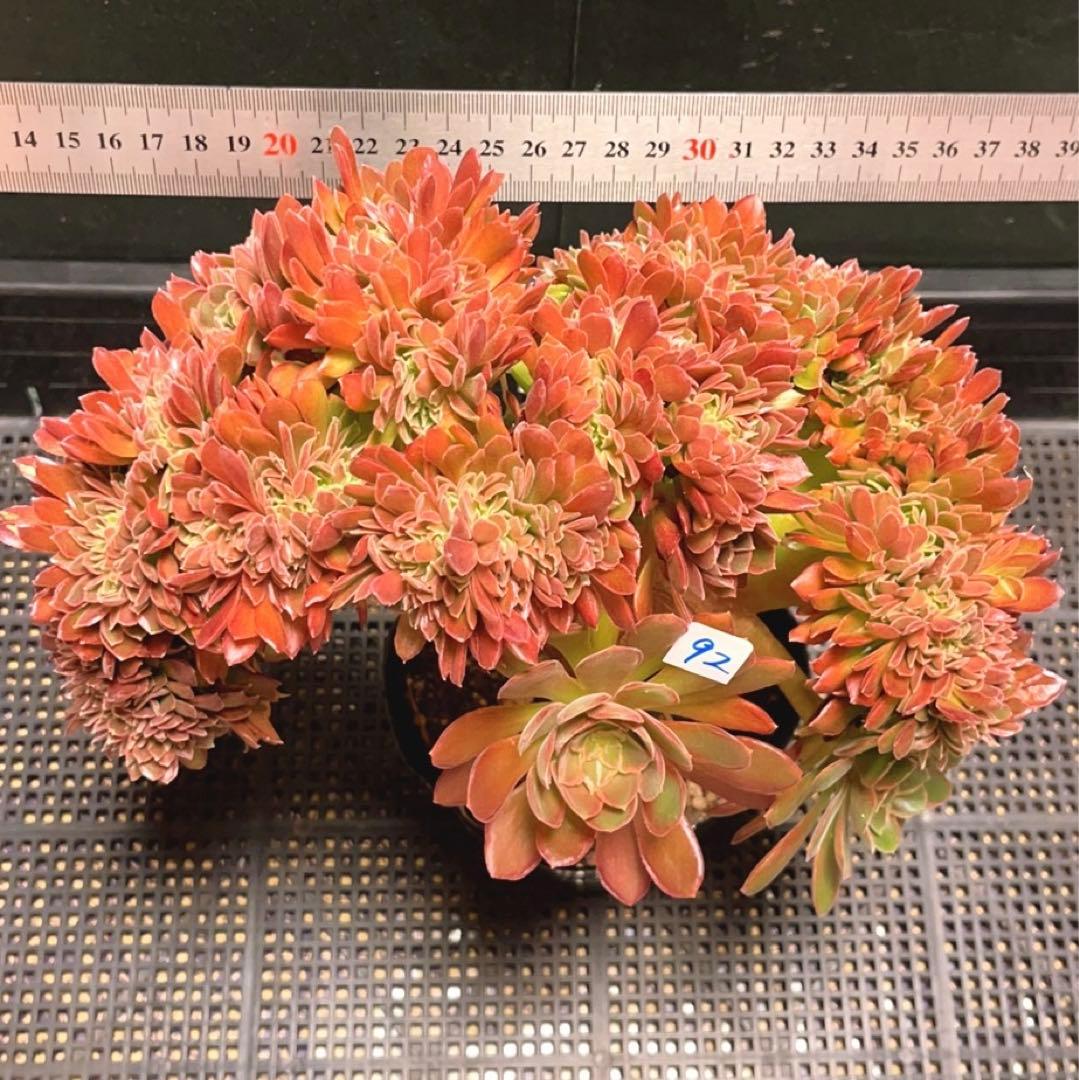 92#多肉植物アエオニウム❤️ ナガ女王 セッカ ❤️25cm拔き苗