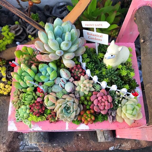 ★多肉植物　寄せ植え〜手作り　木製手押しカート　中　ピンク〜★