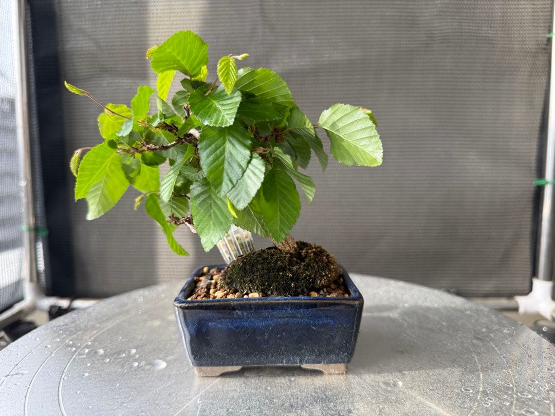 ミニ盆栽　植え替え済　(検索用黒松糸魚川真柏)