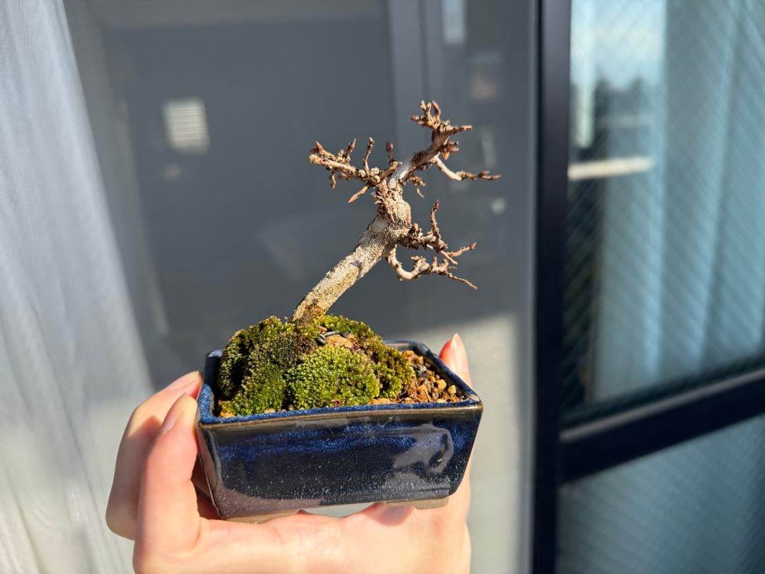 ミニ盆栽　植え替え済　(検索用黒松糸魚川真柏)
