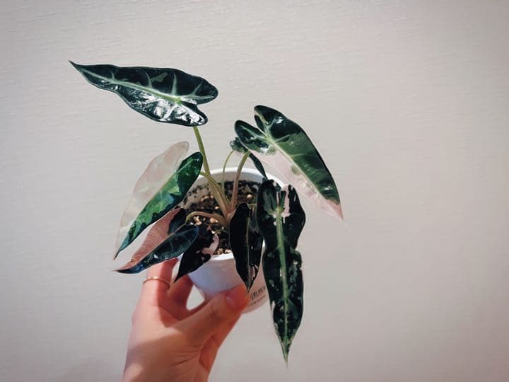 アロカシアalocasia longiloba miq var