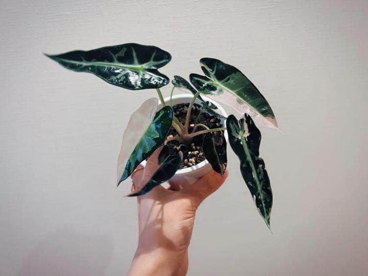 アロカシアalocasia longiloba miq var