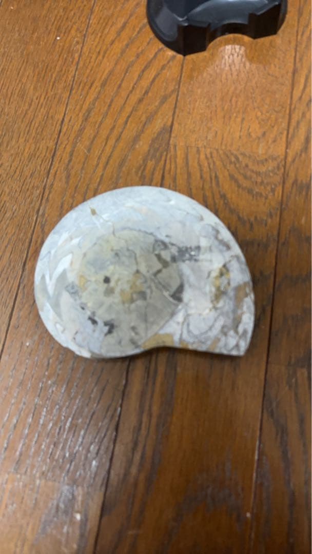 アンモナイト 置物 美品