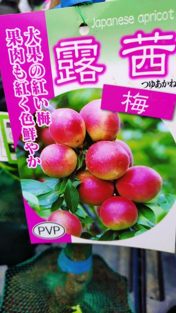 梅の新品種！「露茜２年生」＆甘柿「小春」セット