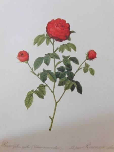 Pierre-Joseph Redout、The Roses68、希少画集画