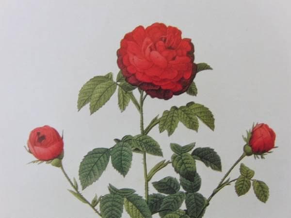 Pierre-Joseph Redout、The Roses68、希少画集画