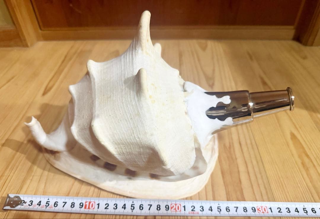 綺麗な特大肉厚トウカムリ 法螺貝　ほら貝　ホラガイ❣️