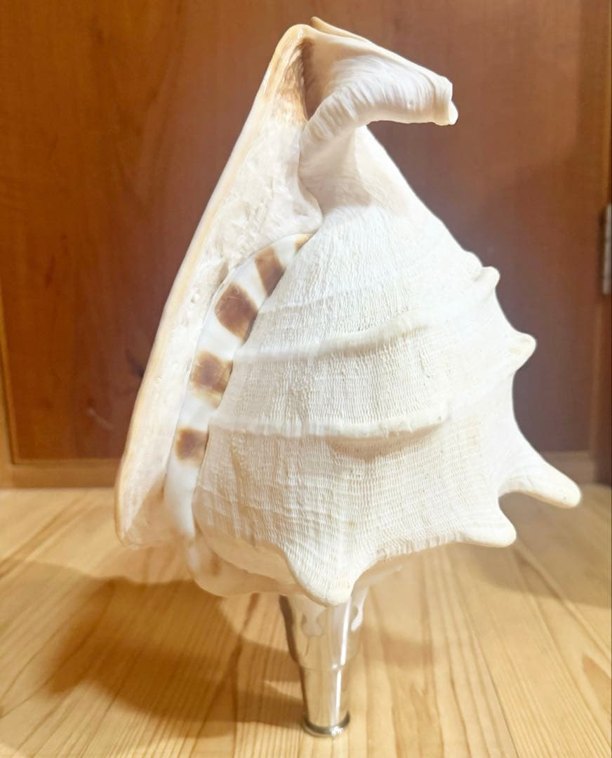 綺麗な特大肉厚トウカムリ 法螺貝　ほら貝　ホラガイ❣️