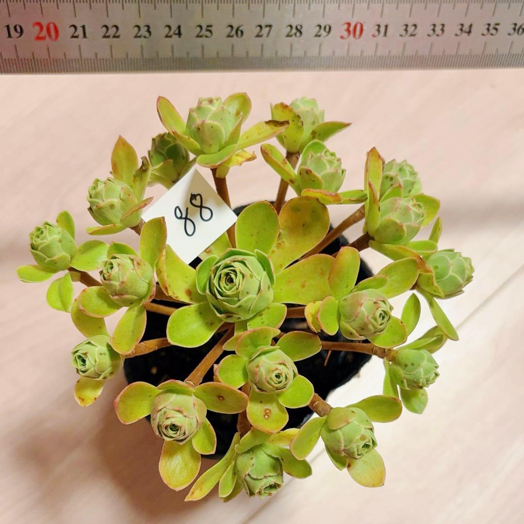 88#多肉植物アエオニウム❤️木薔薇 ❤️1大頭17小頭12cm拔き苗
