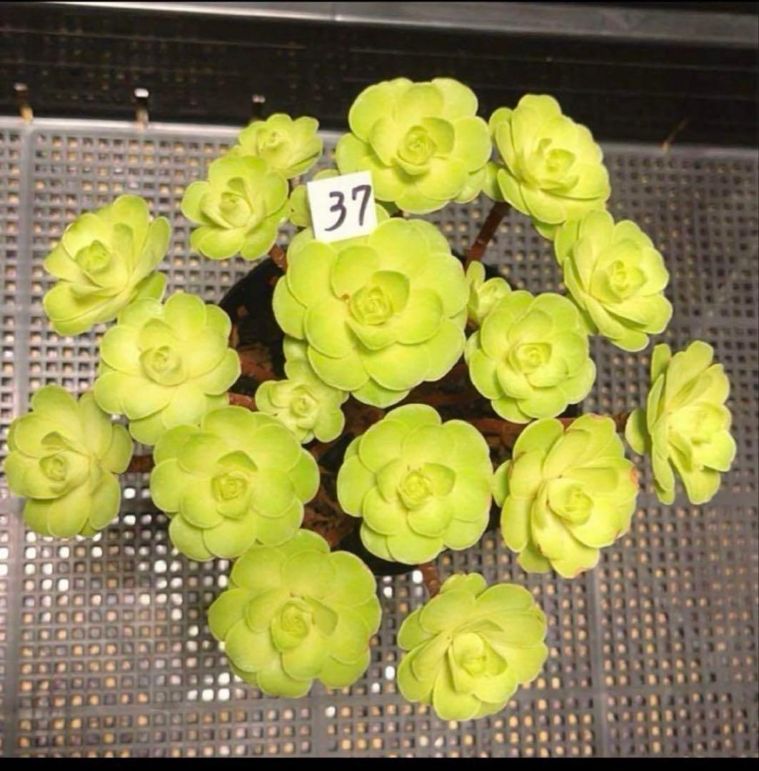 88#多肉植物アエオニウム❤️木薔薇 ❤️1大頭17小頭12cm拔き苗