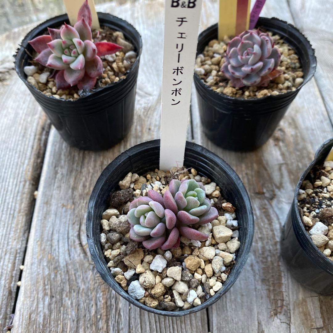 多肉植物　ミックスベリア　おらいさん　他　カット苗　小さめ　セット　抜き苗